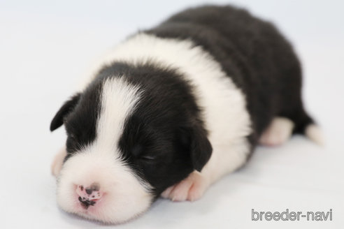 成約済の神奈川県のボーダーコリー-335190の1枚目